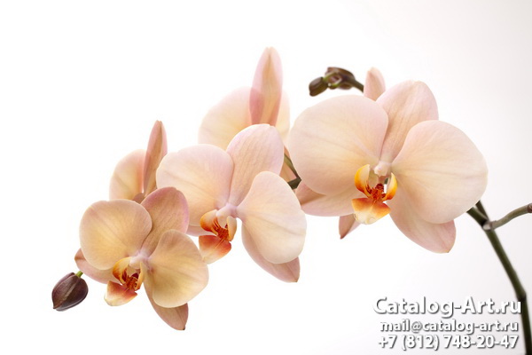 Натяжные потолки с фотопечатью - Желтые и бежевые орхидеи 10